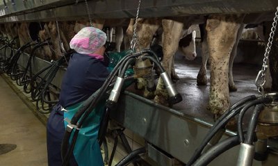 На Черкащині ціни на молоко впали на 20%: чому так сталось та якою буде ціна надалі На Черкащині ціни на молоко впали на 20%: чому так сталось та якою буде ціна надалі