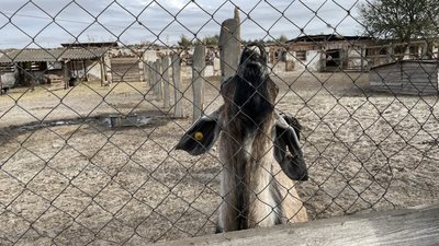 До екопарку під Полтавою евакуювали тварин з Покровська До екопарку під Полтавою евакуювали тварин з Покровська