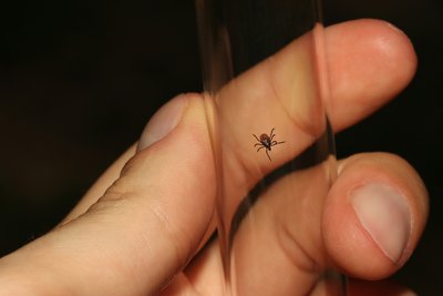 Кліщ, пробірка, комаха, хвороба Лайма, небезпека, енцефаліт, дослідження, лабораторія Кліщ, пробірка, комаха, хвороба Лайма, небезпека, енцефаліт, дослідження, лабораторія