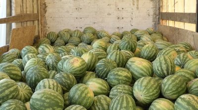 Зібраний баштан Зібраний баштан