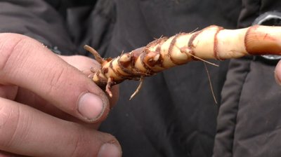 Коріння міскантусу Коріння міскантусу