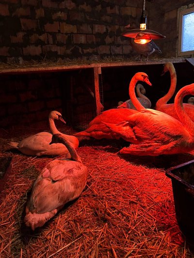П'ять днів жив у підвалі: історія врятованого лебедя Шипуна з Дніпра