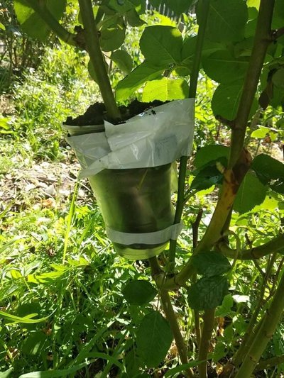 Як підготувати троянди до зими: укриття, обрізка, мульчування та профілактика хвороб Як підготувати троянди до зими: укриття, обрізка, мульчування та профілактика хвороб