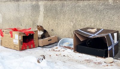 Бездомні коти, Івано-Франківщина Бездомні коти, Івано-Франківщина