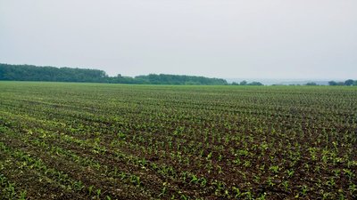 Найбільша кількість дощів за останні десять років у Кропивницькому районі: чи вплине на агрокультури Найбільша кількість дощів за останні десять років у Кропивницькому районі: чи вплине на агрокультури