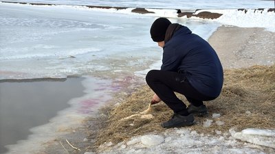 Зграя лебедів зимує на Південному Бузі в Миколаєві: чому птахи підпливають до людей і як їх правильно годувати Зграя лебедів зимує на Південному Бузі в Миколаєві: чому птахи підпливають до людей і як їх правильно годувати