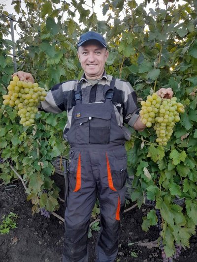 Понад 120 гібридних форм винограду вирощує пенсіонер поліції з Хмельниччини Понад 120 гібридних форм винограду вирощує пенсіонер поліції з Хмельниччини