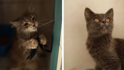 Пройшли адаптацію: у Черкасах шукають родини для кошенят та котів евакуйованих з фронту Пройшли адаптацію: у Черкасах шукають родини для кошенят та котів евакуйованих з фронту
