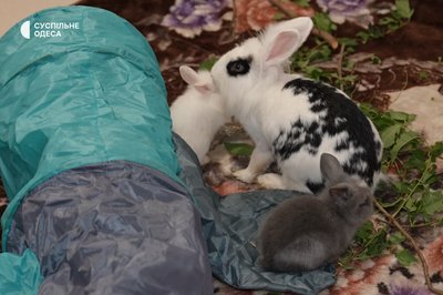 В Одесі врятували кроликів із Дерибасівської