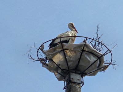 "Зійшлася вся вулиця": у селі на Черкащині врятували лелече гніздо "Зійшлася вся вулиця": у селі на Черкащині врятували лелече гніздо