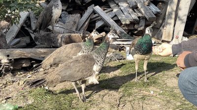 Страусеня в курячому інкубаторі: на Волині чоловік облаштував ферму зі страусами та павичами Страусеня в курячому інкубаторі: на Волині чоловік облаштував ферму зі страусами та павичами