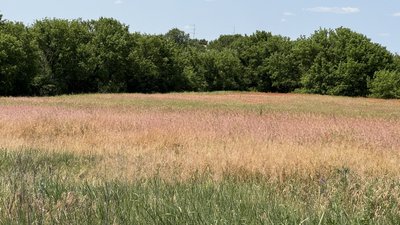 Рекультивоване поле село Сергіївка Удачненська громада Донецька область 11 червня 2025 рік Рекультивоване поле село Сергіївка Удачненська громада Донецька область 11 червня 2025 рік