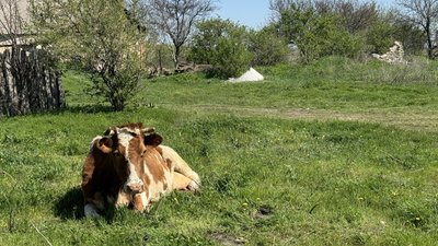 Тваринництво на Донеччині: за чотири роки кількість корів зменшилася приблизно вдев’ятеро
