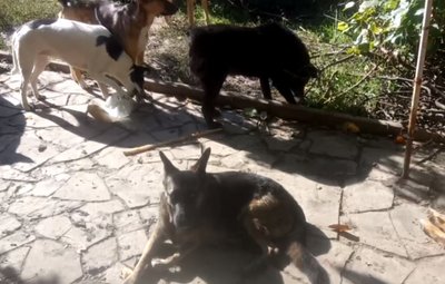 Собаки ходять у дворі Собаки ходять у дворі