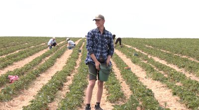 "У нас не п'ють, бо в кожному дворі є плантація полуниці": як у селі на Волині вирощують ягоди "У нас не п'ють, бо в кожному дворі є плантація полуниці": як у селі на Волині вирощують ягоди