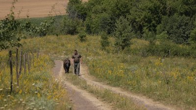 Новий мешканець на Вінниччині: до нацпарку приєднався поні на кличку Магік Новий мешканець на Вінниччині: до нацпарку приєднався поні на кличку Магік