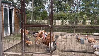 Ферма "Шляхетна коза" на Житомирщині: англо-нубійські кози, мініатюрні кури та декоративні рослини Ферма "Шляхетна коза" на Житомирщині: англо-нубійські кози, мініатюрні кури та декоративні рослини