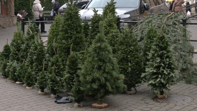 Ялинки з гілочок Ялинки з гілочок