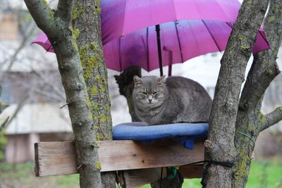 "Котячий рай" під балконом. Херсонка облаштувала простір для пухнастих у дворі будинку "Котячий рай" під балконом. Херсонка облаштувала простір для пухнастих у дворі будинку