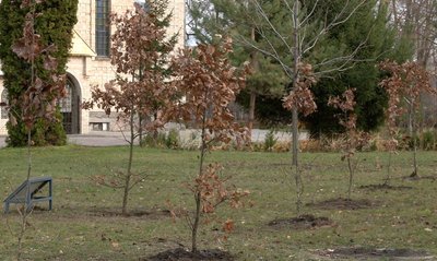 "Символізують стійкість українських воїнів": біля черкаського собору висадили дуби "Символізують стійкість українських воїнів": біля черкаського собору висадили дуби