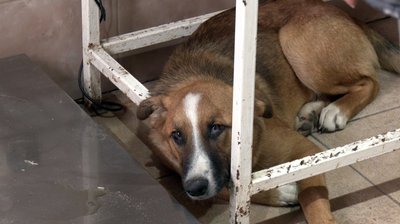 "Коли господар їде на фронт, пес Батон стресує": як в КП "Ласка" у Луцьку доглядають тварин "Коли господар їде на фронт, пес Батон стресує": як в КП "Ласка" у Луцьку доглядають тварин