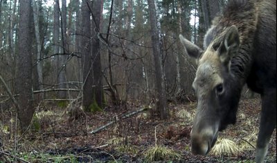 Відеоматеріали, що підтверджують присутність лося європейського на території парку, отримали вперше Відеоматеріали, що підтверджують присутність лося європейського на території парку, отримали вперше