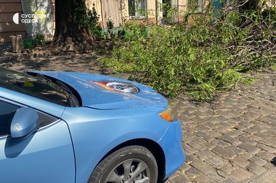 В Одесі через негоду впали дерева: рух транспорту змінили