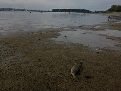 У річці Дніпро вода відійшла від берега на кілька метрів. З чим пов`язують обміління У річці Дніпро вода відійшла від берега на кілька метрів. З чим пов`язують обміління
