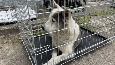 Безплатна стерилізація: у Новій Одесі прооперували безпритульних та безпородних тварин Безплатна стерилізація: у Новій Одесі прооперували безпритульних та безпородних тварин