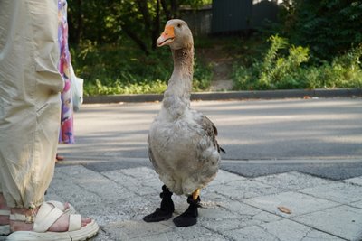 "Він – місцева знаменитість": на житломасиві Сокіл у Дніпрі щовечора гуляє гусак на прізвисько Гоша "Він – місцева знаменитість": на житломасиві Сокіл у Дніпрі щовечора гуляє гусак на прізвисько Гоша