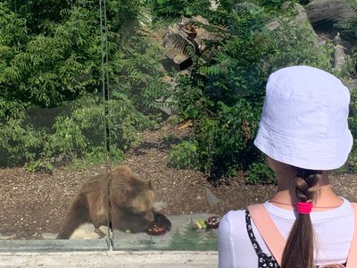 Відвідувачка вперше побачила як їдять ведмеді Відвідувачка вперше побачила як їдять ведмеді