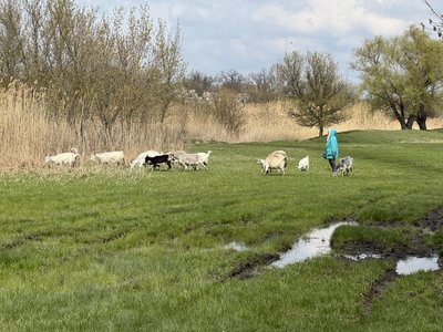 “Як я їх брошу?” Жителька Некременного відмовляється виїжджати через своїх кіз