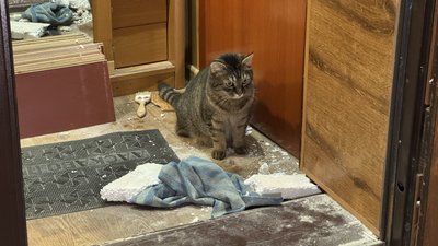 Кіт Василь селище Новодонецьке Новодонецька громада Донецька область Кіт Василь селище Новодонецьке Новодонецька громада Донецька область