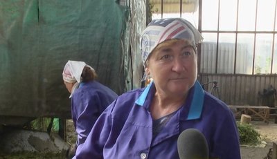 Працівниця підприємства Антоніна Снігур Працівниця підприємства Антоніна Снігур