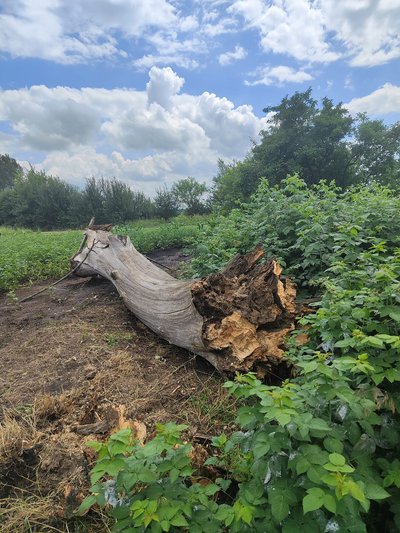 На Полтавщині під час негоди випали лелеченята: у якому стані На Полтавщині під час негоди випали лелеченята: у якому стані