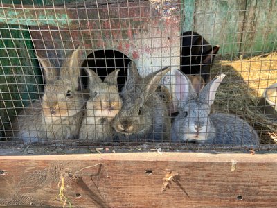 У Хмельницькому зоокуточку відвідувачі можуть побачити шість нових кролів, травень 2026 року