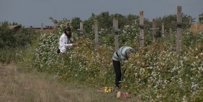 Як фермер Денис Баляшкін із Полтавщини вирощує різни сорти малини та лохини Як фермер Денис Баляшкін із Полтавщини вирощує різни сорти малини та лохини