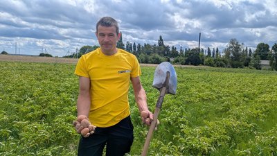 колорадські жуки: є чи нема