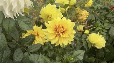 Жовті квітки Жовті квітки