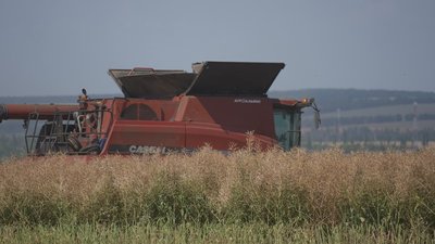 Розпочали на два тижні раніше: на Вінниччині триває збір ріпаку Розпочали на два тижні раніше: на Вінниччині триває збір ріпаку