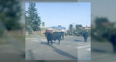 "Ми не працюємо, як наші опоненти. Надаємо допомогу всім": медики 95-ї бригади показали, як працюють на Курщині "Ми не працюємо, як наші опоненти. Надаємо допомогу всім": медики 95-ї бригади показали, як працюють на Курщині