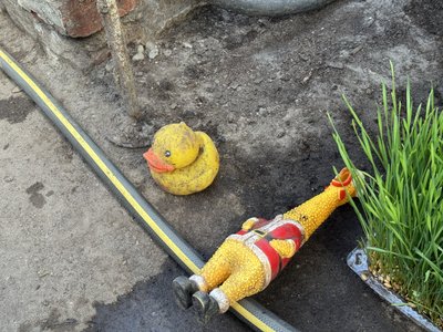 У Полтаві готують нові правила утримання тварин: що зміниться У Полтаві готують нові правила утримання тварин: що зміниться
