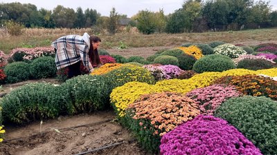 На городі замість картоплі — хризантеми: жителька Вінниччини виростила квітник із 500 кущів На городі замість картоплі — хризантеми: жителька Вінниччини виростила квітник із 500 кущів