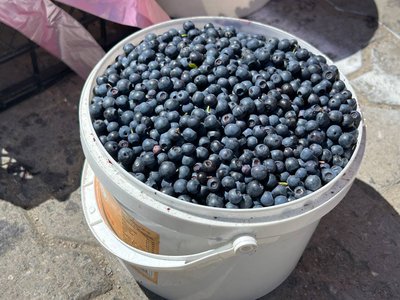 Скільки коштує чорниця на Житомирщині та чи чекати зниження цін Скільки коштує чорниця на Житомирщині та чи чекати зниження цін