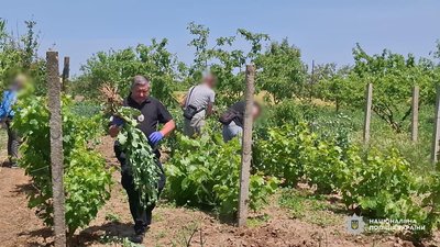 Результати спецоперації "Джентельмени": на Одещині вилучили тисячі кущів коноплі та десятки кілограмів наркотиків Результати спецоперації "Джентельмени": на Одещині вилучили тисячі кущів коноплі та десятки кілограмів наркотиків