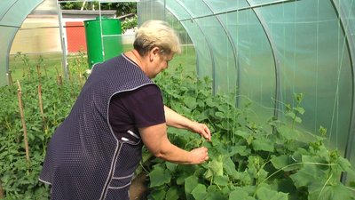 "Все було, поки Путін не розбив": теплиці у Хмельницькому центрі адаптації "Все було, поки Путін не розбив": теплиці у Хмельницькому центрі адаптації