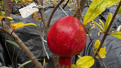Гранат, вирощений агрономом Гранат, вирощений агрономом