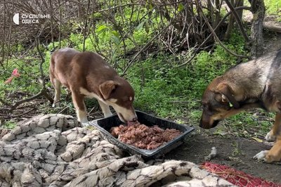 "Тварина помирає в пекельних муках": в Ізмаїлі масово труять безпритульних собак