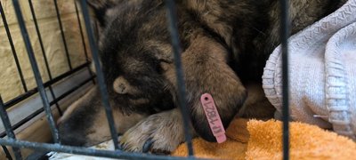 "Одна собака буквально 15 хвилин прожила". У Кривому Розі невідомі отруїли собак "Одна собака буквально 15 хвилин прожила". У Кривому Розі невідомі отруїли собак