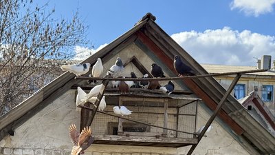 Родинське голуби в голубнике Покровський район Донецька область 19 березня 2025 рік. Родинське голуби в голубнике Покровський район Донецька область 19 березня 2025 рік.